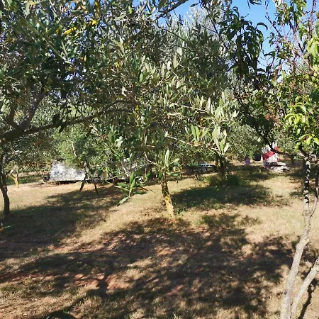 Jacuzi In The Olive Grove *