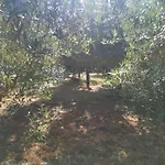 Jacuzi In The Olive Grove Кемпинг *