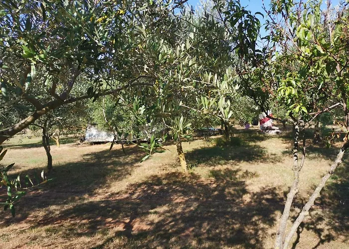 Jacuzi In The Olive Grove *